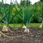 Prebytky ze zahradky_prodej ovoce a zeleniny z farmy_cibule_obdelnik_FINAL