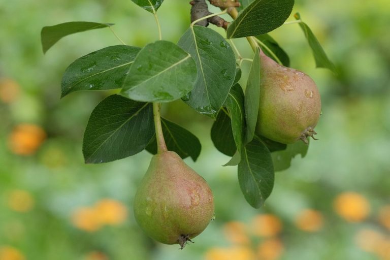 Prebytky ze zahradky prodej ovoce ze sadu hrusky obdelnik FINAL - Prodej ovoce ze sadu