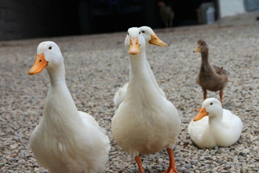 Prebytky ze zahradky prodej prebytku ze soukromych a domacich chovu husy obdelnik FINAL 1 - Přebytky ze zahrádky