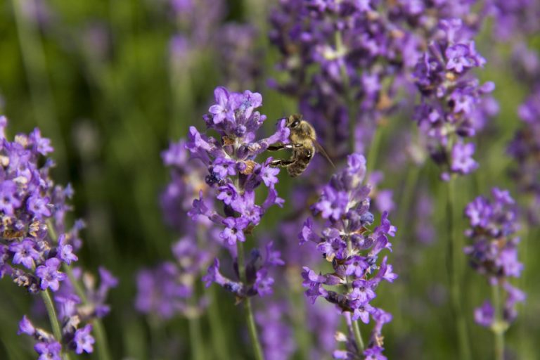 Přebytky ze zahrádky - samosběry