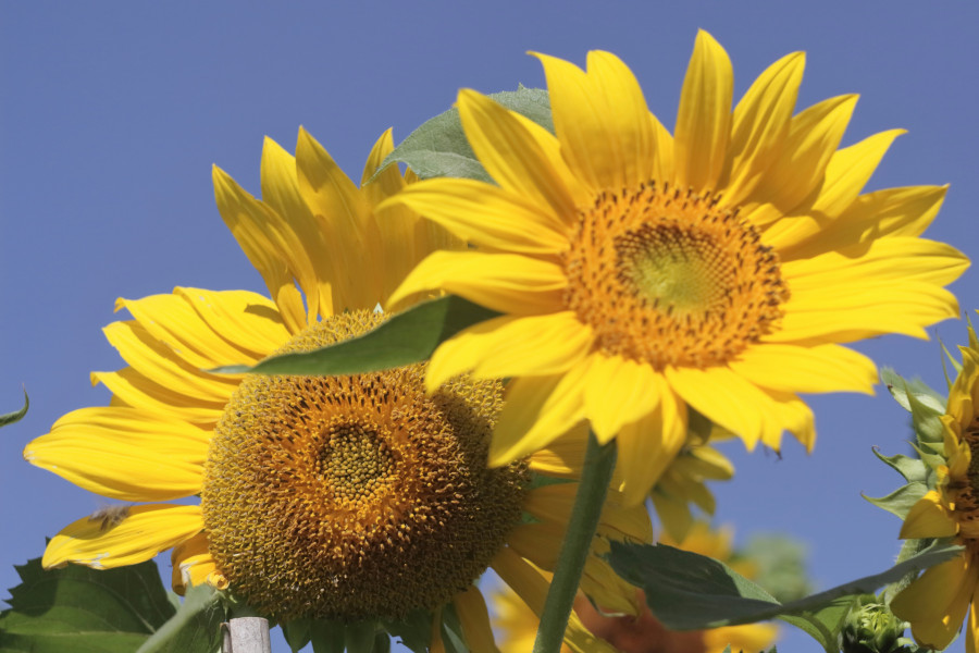 Přebytky ze zahradky - aktuality - založení účtu na 12 měsíců zdarma