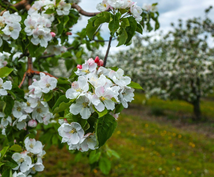 Přebytky ze zahrádky_prodej ovoce ze sadu