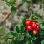 klara-kulikova-FA5FZ_IL7pA-unsplash