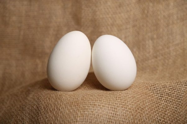eggs-5255141_1280.jpg