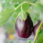 eggplant-7373425.jpg