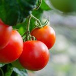 tomatoes-5566744.jpg